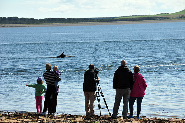 Dolphin Watching at Chanonry Point